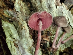 Melanophyllum haematospermum