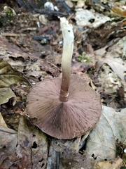 Melanophyllum haematospermum