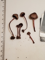 Melanophyllum haematospermum