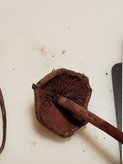 Melanophyllum haematospermum