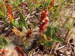Salix stolonifera