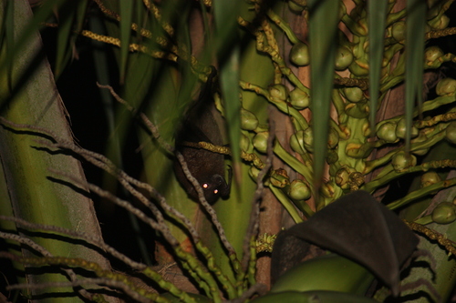 Dwarf Flying-fox (Pteropus woodfordi) — Least Concern Mammalia