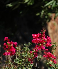 Bougainvillea