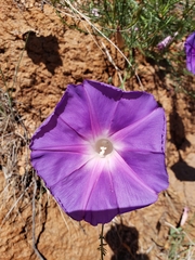 Ipomoea sescossiana