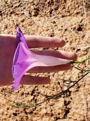 Ipomoea sescossiana