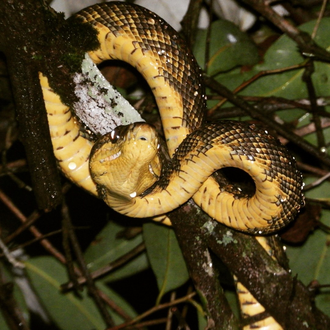 10 Snakes With Many Wild Colour Morphs – Snake Radar