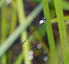 Agriocnemis dobsoni