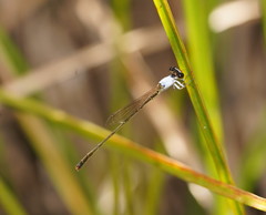 Agriocnemis dobsoni