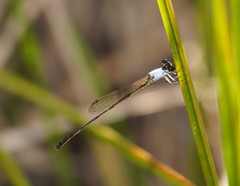 Agriocnemis dobsoni