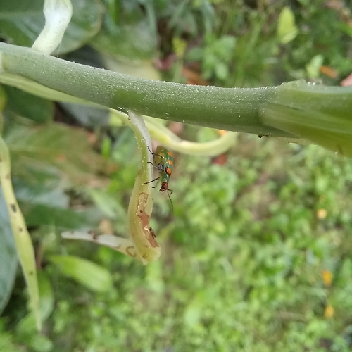 Image of Bomarea edulis by (c) Patrícia Mees, some rights reserved (CC BY)