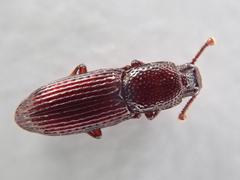 Pycnomerus