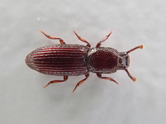 Pycnomerus