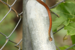 Dendrelaphis calligaster