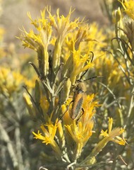 Crossidius pulchellus