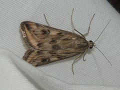Loxostege cereralis