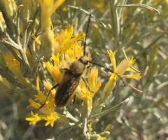 Crossidius pulchellus