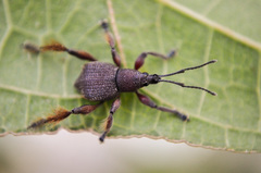 Cnemidothrix protensus