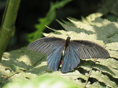 Papilio alcmenor