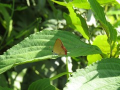Heliophorini