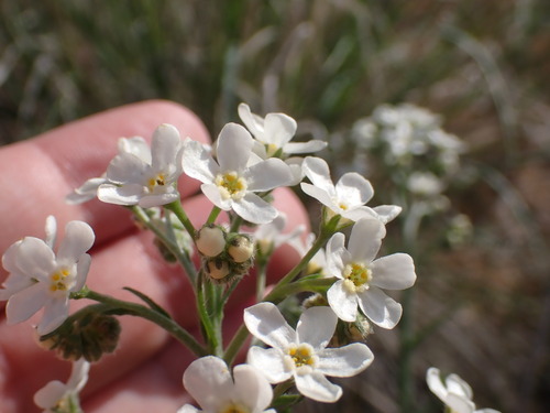 Image of Hackelia diffusa by (c) elik03, some rights reserved (CC BY)