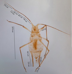 Uroleucon erigeronense