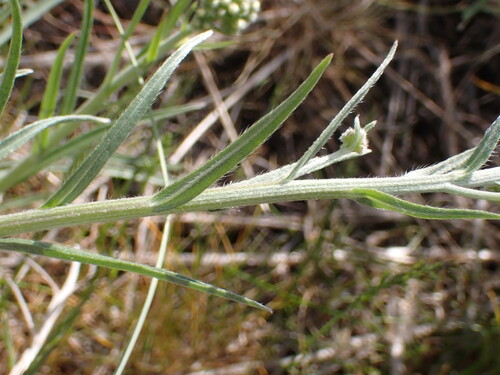 Image of Hackelia diffusa by (c) elik03, some rights reserved (CC BY)