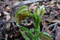 Pterostylis vittata