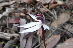 Caladenia saccharata