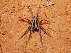 Venatrix pseudospeciosa