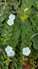 Evolvulus prostratus