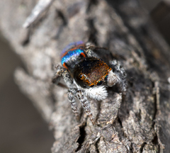 Maratus hortorum