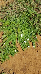 Evolvulus prostratus