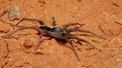 Venatrix pseudospeciosa