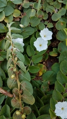 Evolvulus prostratus