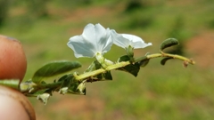 Evolvulus prostratus