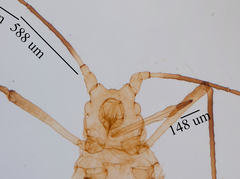 Uroleucon erigeronense