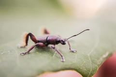 Cnemidothrix protensus