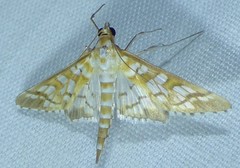 Epipagis fenestralis