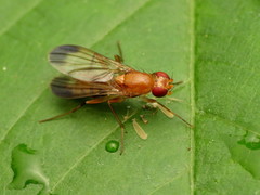 Clusia lateralis