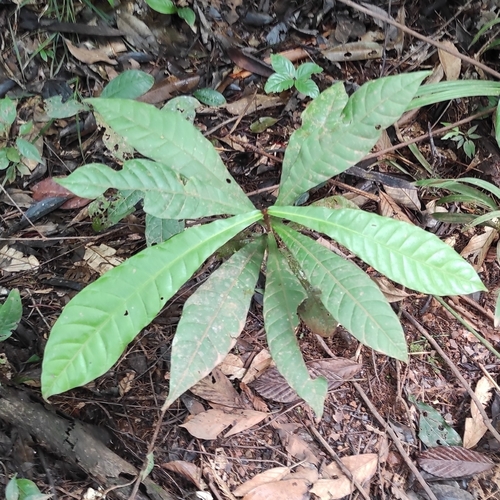 Chromolucuma flavilatex (Chromolucuma flavilatex)