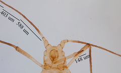 Uroleucon erigeronense