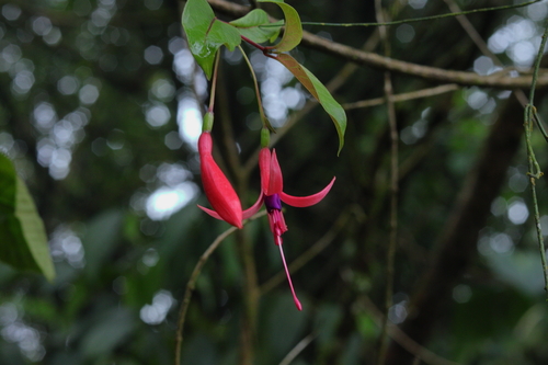 Fuchsia regia, photograph 3