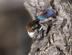 Maratus hortorum