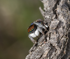 Maratus hortorum