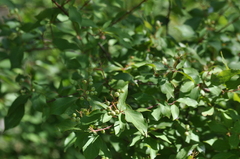 Cornus glabrata