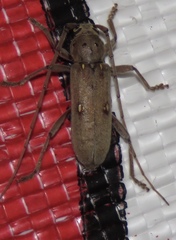 Eburia mutica