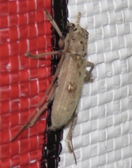 Eburia mutica