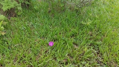 Ipomoea orizabensis orizabensis