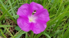 Ipomoea orizabensis orizabensis
