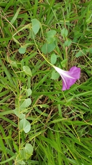 Ipomoea orizabensis orizabensis